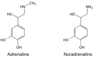 Two-Key-Hormones-to-boost-your-fat-loss-journey